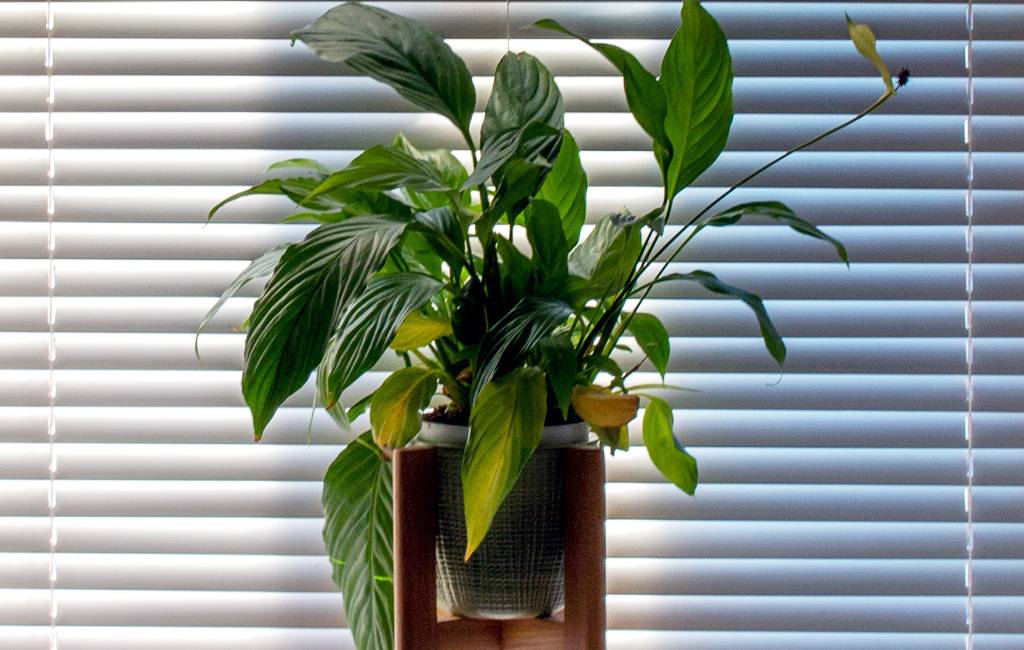 non farti mancare l'aria buona - spatifillo