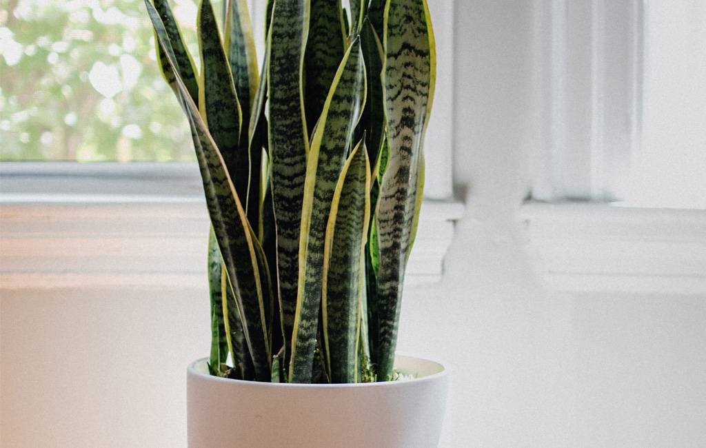 non farti mancare l'aria buona - sanseveria