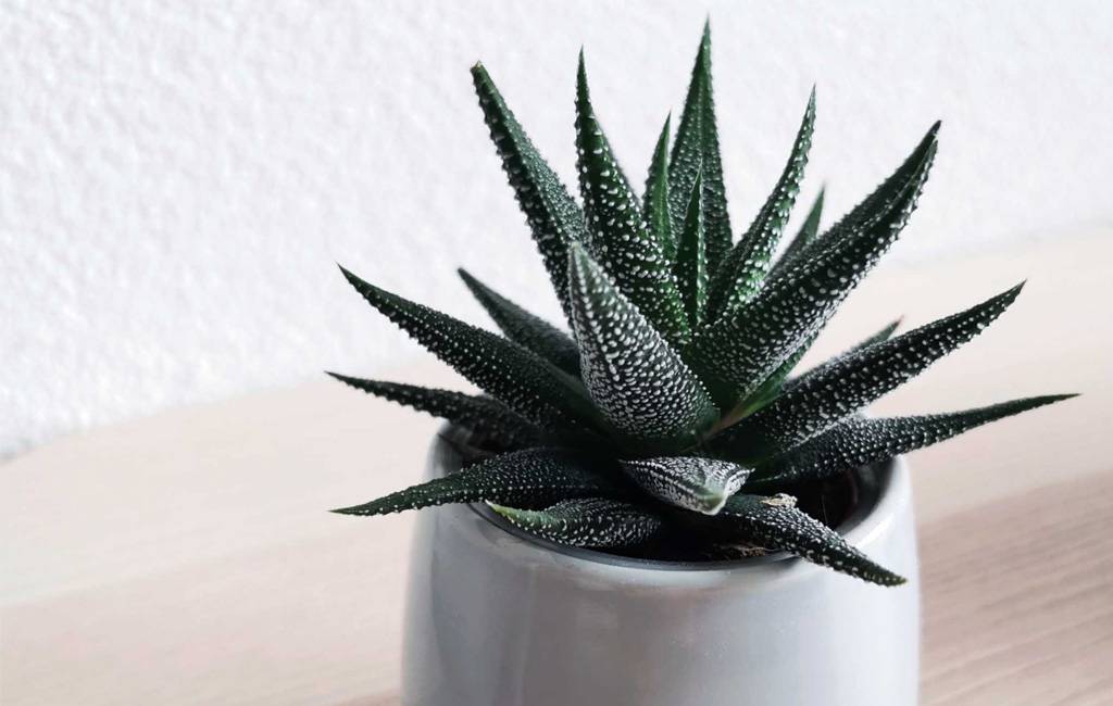 non farti mancare l'aria buona - aloe vera