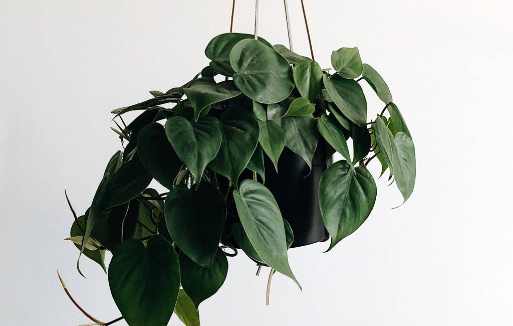 non farti mancare l'aria buona - pothos