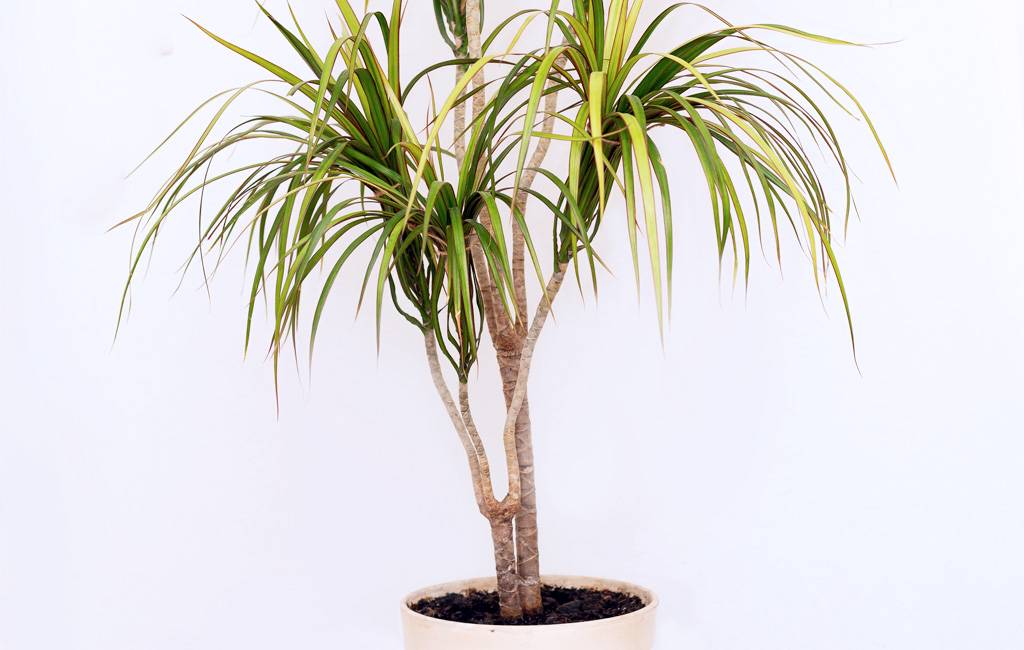 non farti mancare l'aria buona - dracena marginata